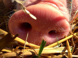 Meet your Posher, Traci